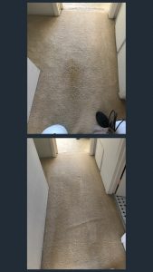 pet stain removal carpet cleaning in newport beach ca