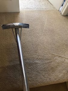 pet stain removal carpet cleaning in newport beach california