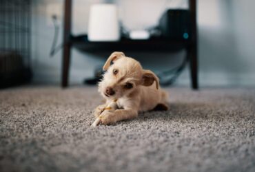How to Maintain Carpet Between Professional Cleanings A Practical Guide for Costa Mesa Pet Owners