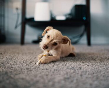 How to Maintain Carpet Between Professional Cleanings A Practical Guide for Costa Mesa Pet Owners How to Maintain Carpet Between Professional Cleanings A Practical Guide for Costa Mesa Pet Owners